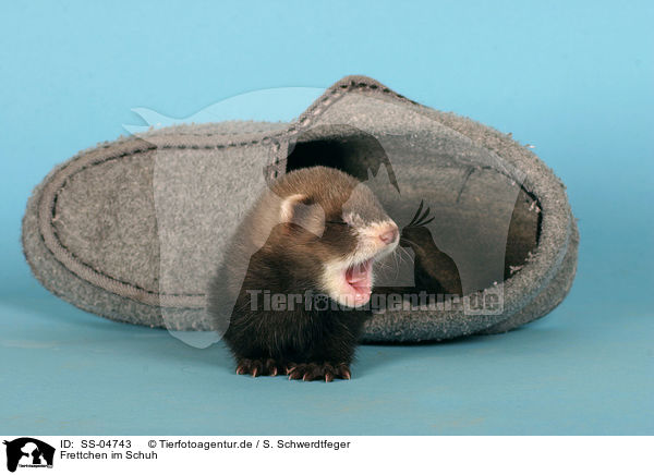 Frettchen im Schuh / ferret in shoe / SS-04743