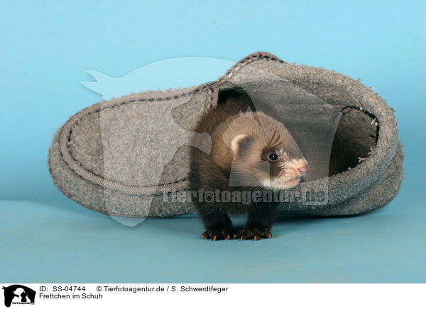 Frettchen im Schuh / ferret in shoe / SS-04744