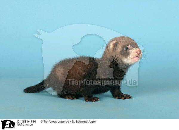 Iltisfrettchen / ferret / SS-04746