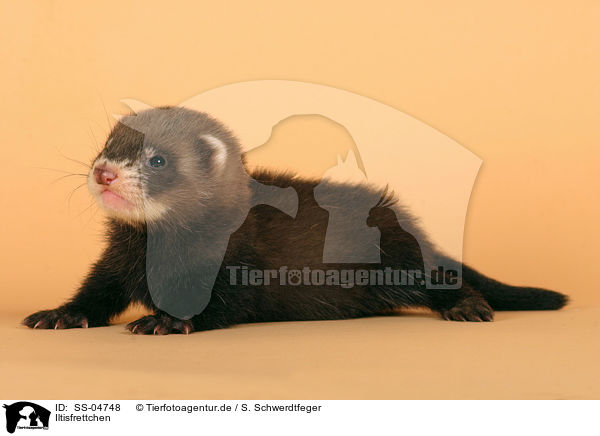 Iltisfrettchen / ferret / SS-04748