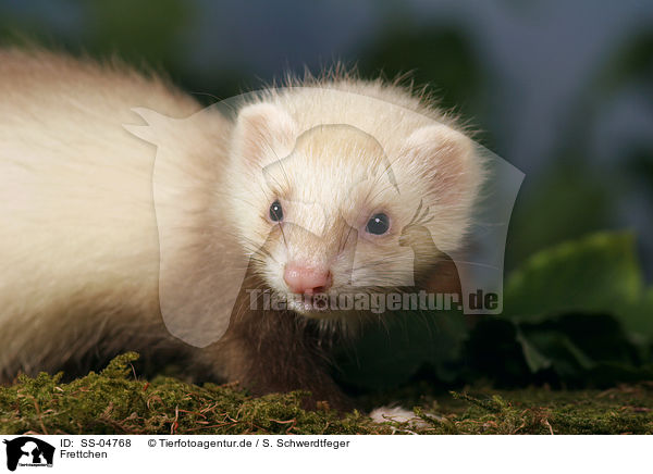 Frettchen / ferret / SS-04768