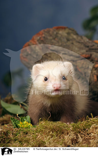 Zimtfrettchen / ferret / SS-04785