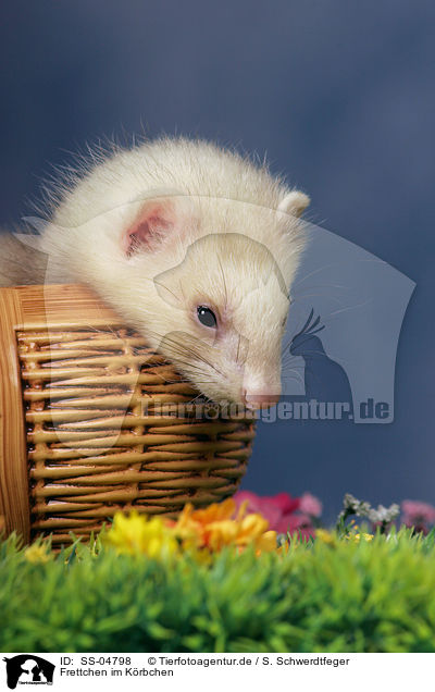 Frettchen im Krbchen / ferret in basket / SS-04798