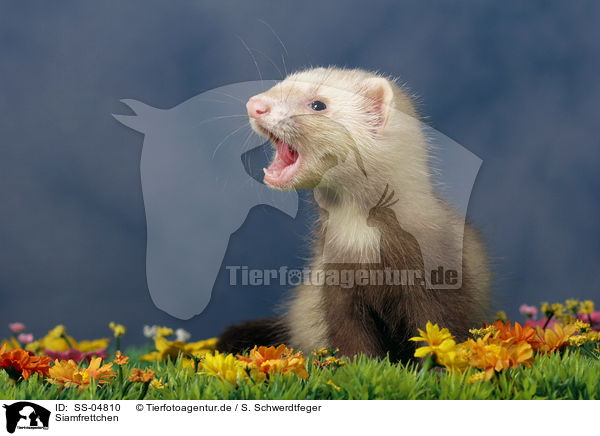 Siamfrettchen / ferret / SS-04810