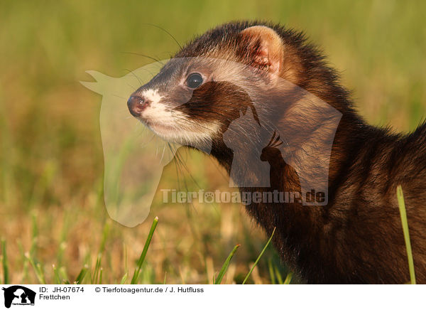 Frettchen / ferret / JH-07674