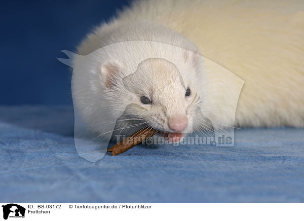 Frettchen / ferret / BS-03172