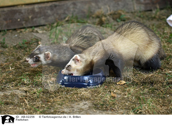 Frettchen / ferrets / AB-02256