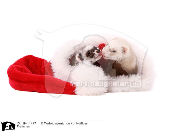 Frettchen / ferrets / JH-11447