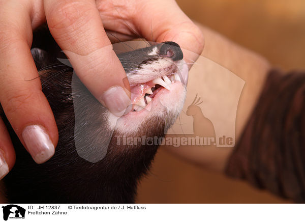 Frettchen Zhne / ferret teeth / JH-12837