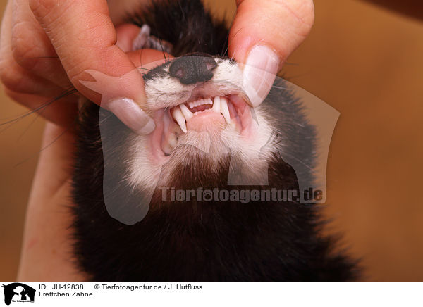 Frettchen Zhne / ferret teeth / JH-12838