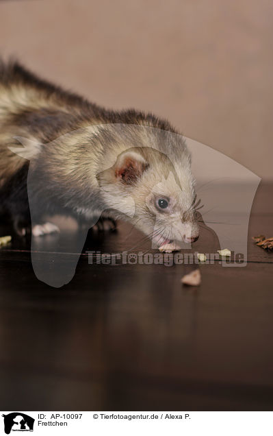 Frettchen / ferret / AP-10097