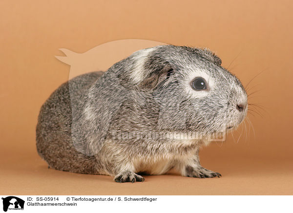 Glatthaarmeerschwein / guinea pig / SS-05914