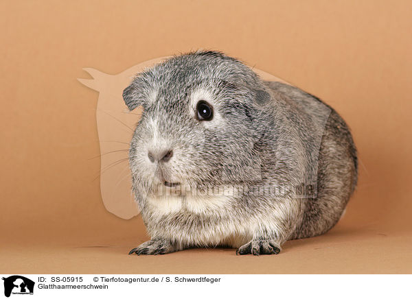 Glatthaarmeerschwein / guinea pig / SS-05915