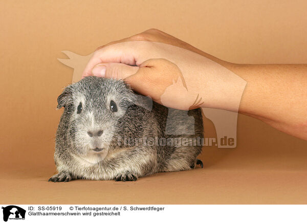 Glatthaarmeerschwein wird gestreichelt / fondling a guinea pig / SS-05919
