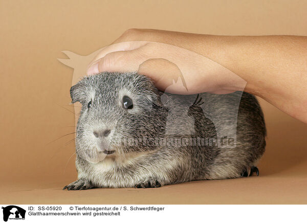 Glatthaarmeerschwein wird gestreichelt / fondling a guinea pig / SS-05920