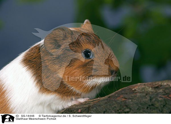 Glatthaar Meerschwein Portrait / guinea pig Portrait / SS-14446