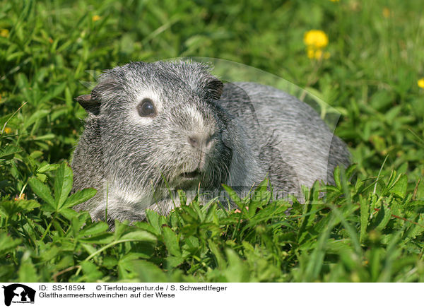 Glatthaarmeerschweinchen auf der Wiese / smooth-haired guinea pig in the meadow / SS-18594