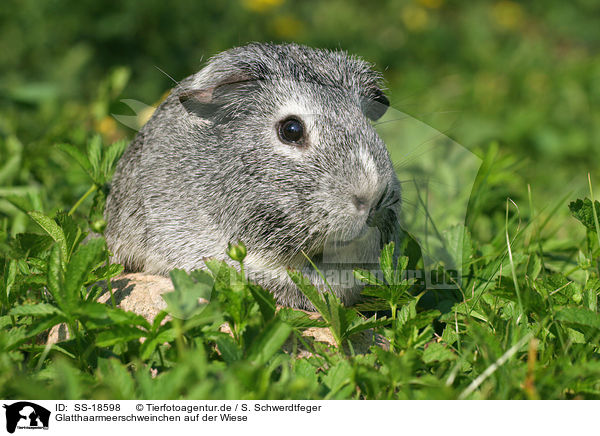 Glatthaarmeerschweinchen auf der Wiese / smooth-haired guinea pig in the meadow / SS-18598