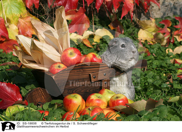 Glatthaarmeerschweinchen im Herbst / smooth-haired guinea pig in the autumn / SS-18606