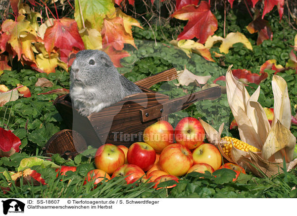 Glatthaarmeerschweinchen im Herbst / smooth-haired guinea pig in the autumn / SS-18607