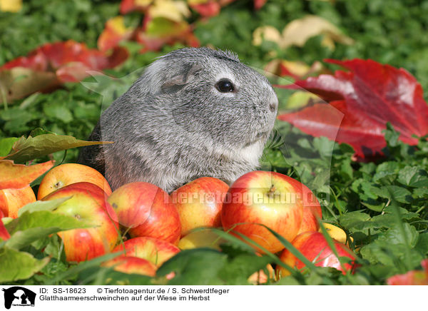 Glatthaarmeerschweinchen auf der Wiese im Herbst / smooth-haired guinea pig in the meadow in autumn / SS-18623