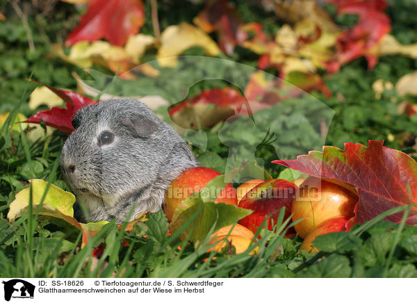 Glatthaarmeerschweinchen auf der Wiese im Herbst / smooth-haired guinea pig in the meadow in autumn / SS-18626