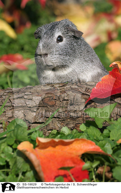 Glatthaarmeerschweinchen im Herbst / SS-18629