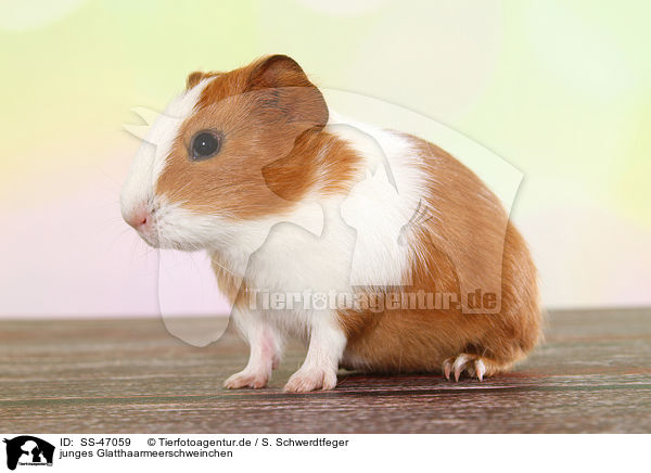 junges Glatthaarmeerschweinchen / young smooth-haired guinea pig / SS-47059