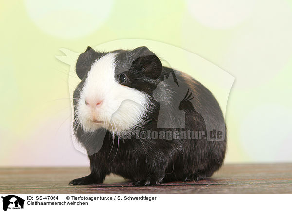 Glatthaarmeerschweinchen / Smooth-haired guinea pig / SS-47064