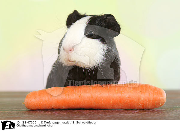 Glatthaarmeerschweinchen / Smooth-haired guinea pig / SS-47065