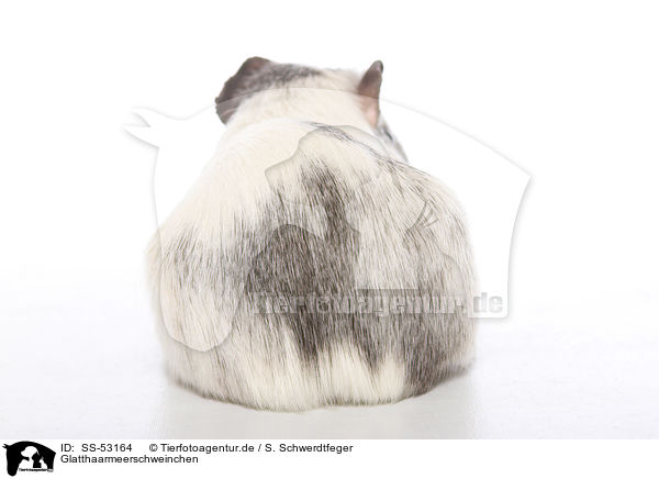 Glatthaarmeerschweinchen / smoothhaired guinea pig / SS-53164