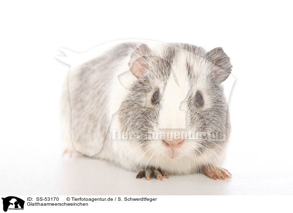 Glatthaarmeerschweinchen / smoothhaired guinea pig / SS-53170