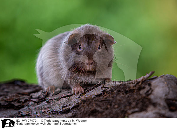 Glatthaarmeerschweinchen auf Baumstamm / smooth-haired guinea pig on tree trunk / MW-07470
