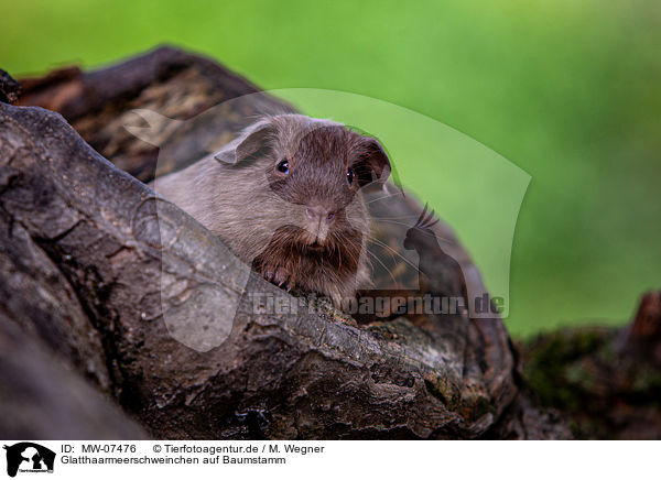 Glatthaarmeerschweinchen auf Baumstamm / smooth-haired guinea pig on tree trunk / MW-07476
