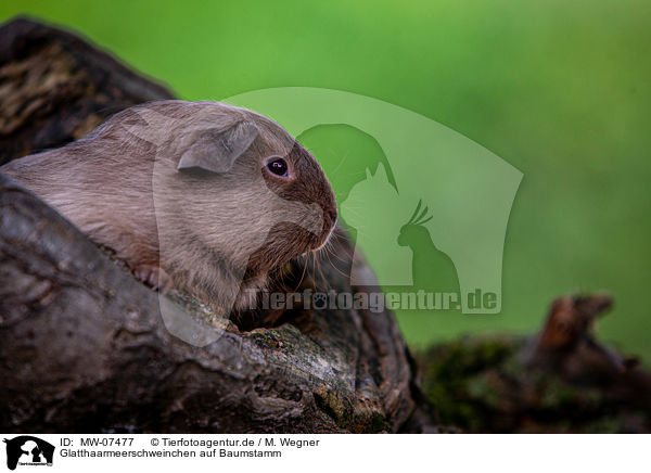 Glatthaarmeerschweinchen auf Baumstamm / smooth-haired guinea pig on tree trunk / MW-07477