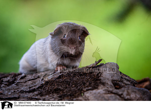 Glatthaarmeerschweinchen auf Baumstamm / smooth-haired guinea pig on tree trunk / MW-07480