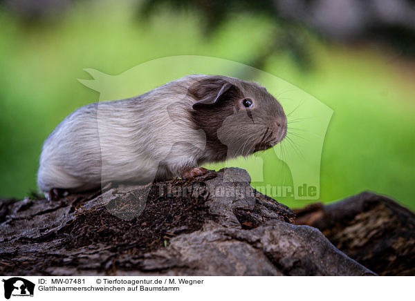 Glatthaarmeerschweinchen auf Baumstamm / smooth-haired guinea pig on tree trunk / MW-07481