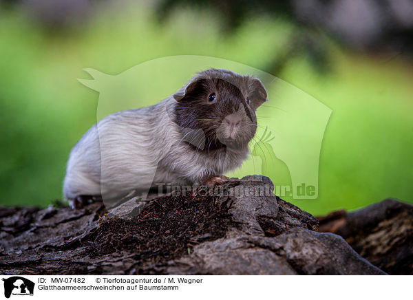 Glatthaarmeerschweinchen auf Baumstamm / smooth-haired guinea pig on tree trunk / MW-07482