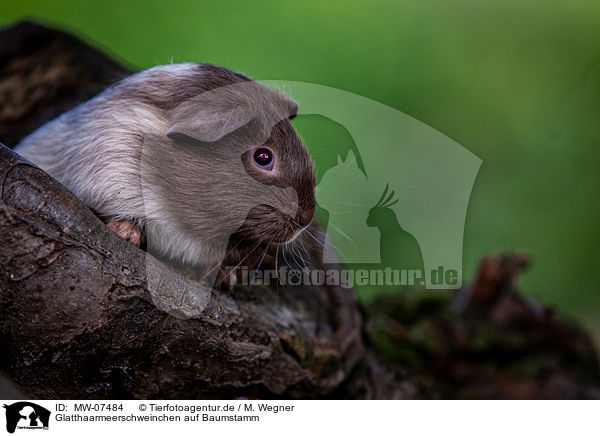 Glatthaarmeerschweinchen auf Baumstamm / smooth-haired guinea pig on tree trunk / MW-07484