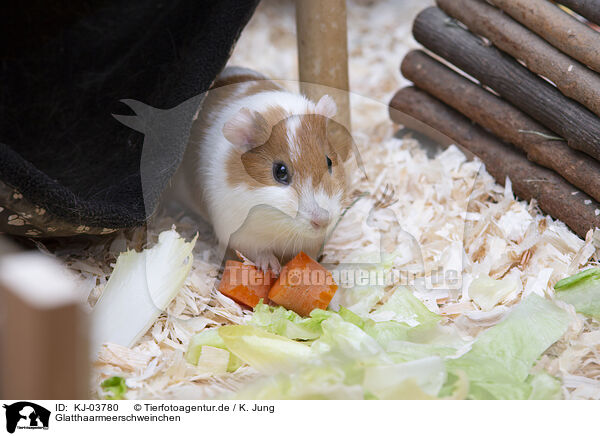 Glatthaarmeerschweinchen / smoothhaired guinea pig / KJ-03780