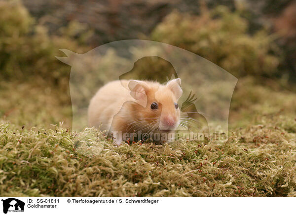 Goldhamster / golden hamster / SS-01811