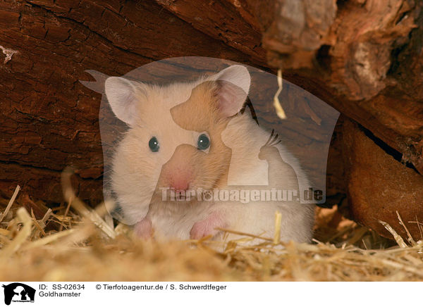 Goldhamster / SS-02634