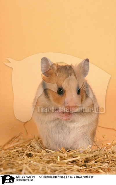 Goldhamster / SS-02640