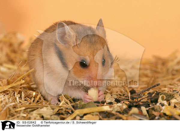 fressender Goldhamster / eating golden hamster / SS-02642