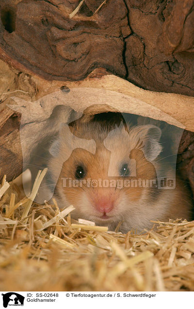 Goldhamster / SS-02648