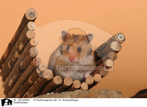 Goldhamster / SS-02650