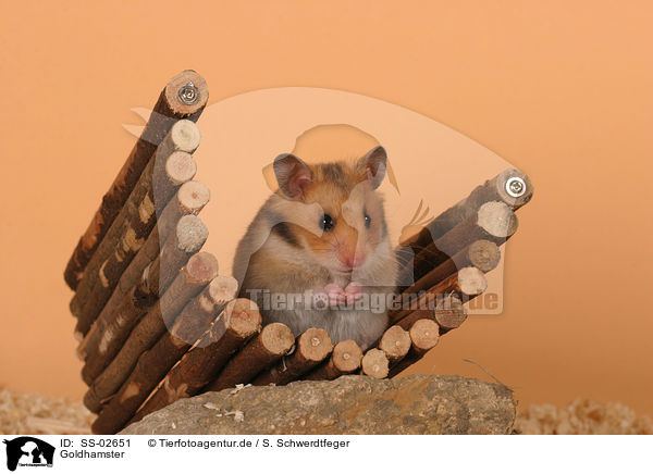 Goldhamster / SS-02651