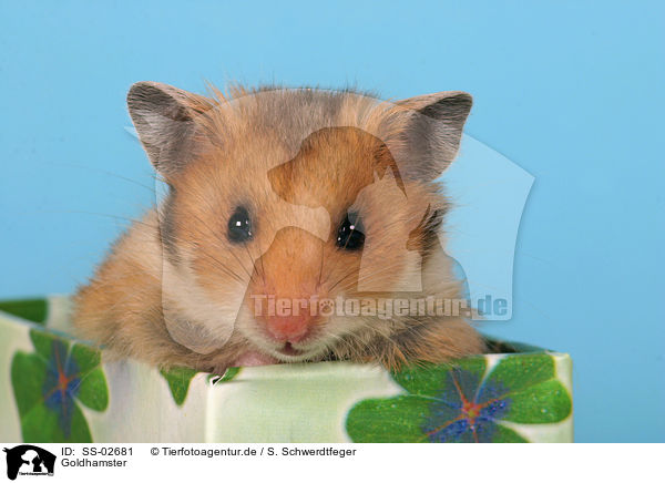 Goldhamster / SS-02681