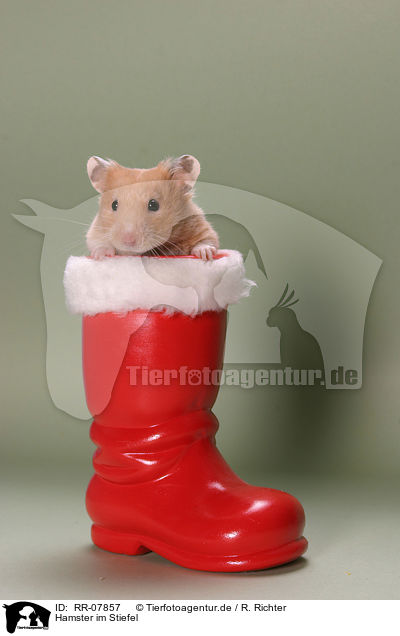 Hamster im Stiefel / RR-07857