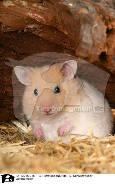 Goldhamster / SS-03915
